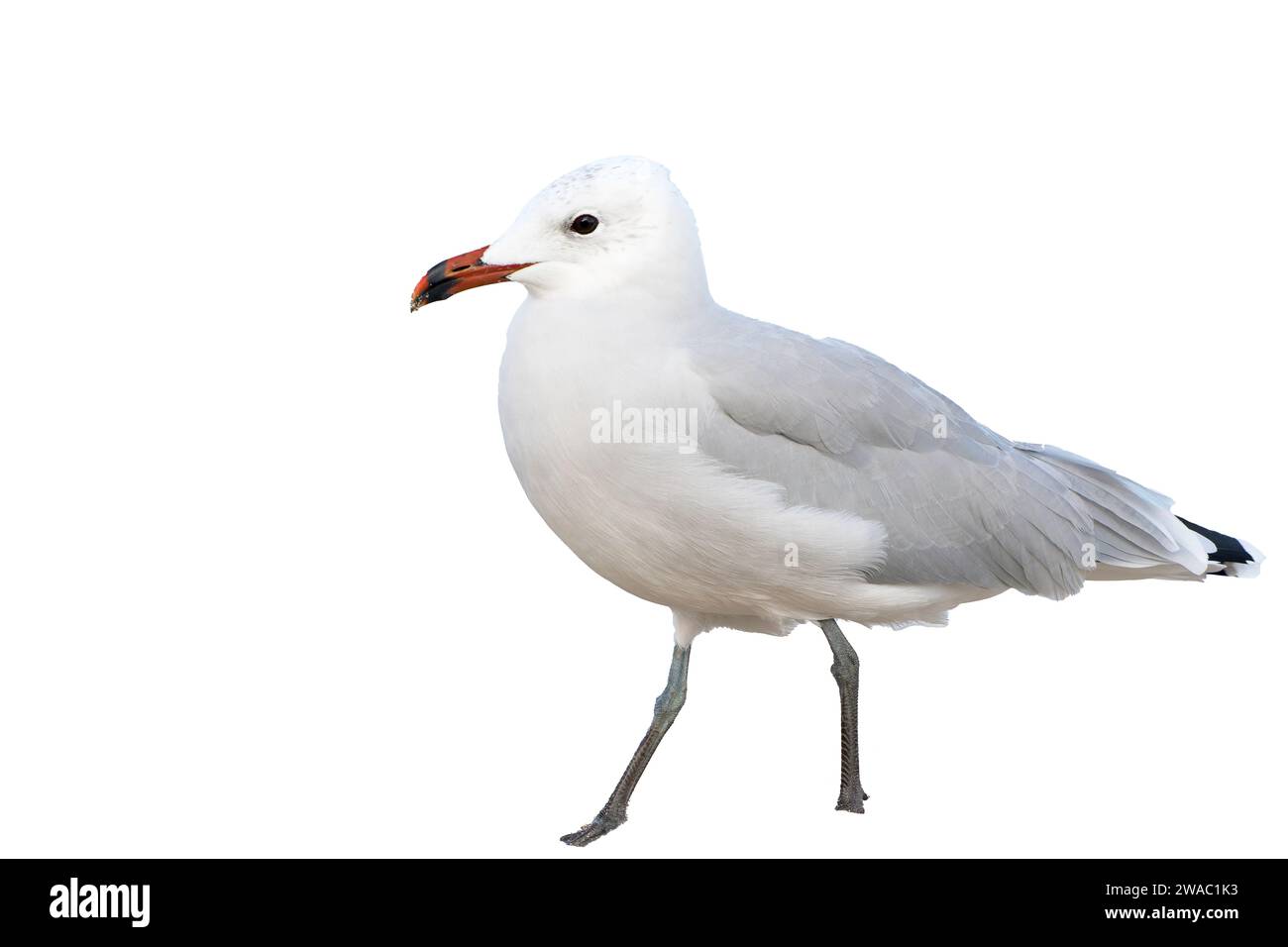 Ausgeschnittenes Bild von Audouin's Möwe, Icthyaetus audouinii, Spaziergang am Strand, Mallorca, Spanien Stockfoto