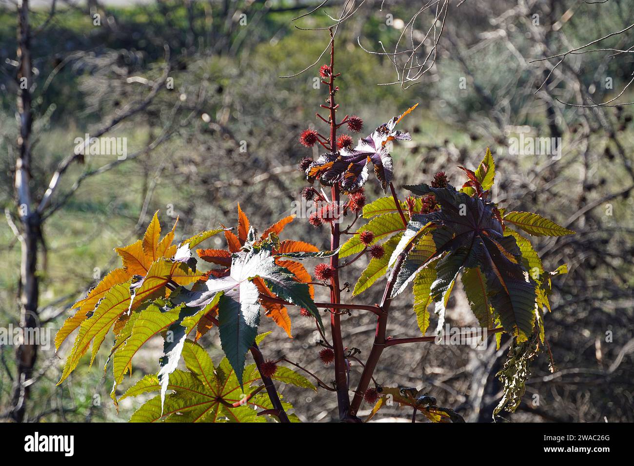 Eine Rizinusbohne oder Ricinus communis Pflanze mit Früchten in einem Wald Stockfoto
