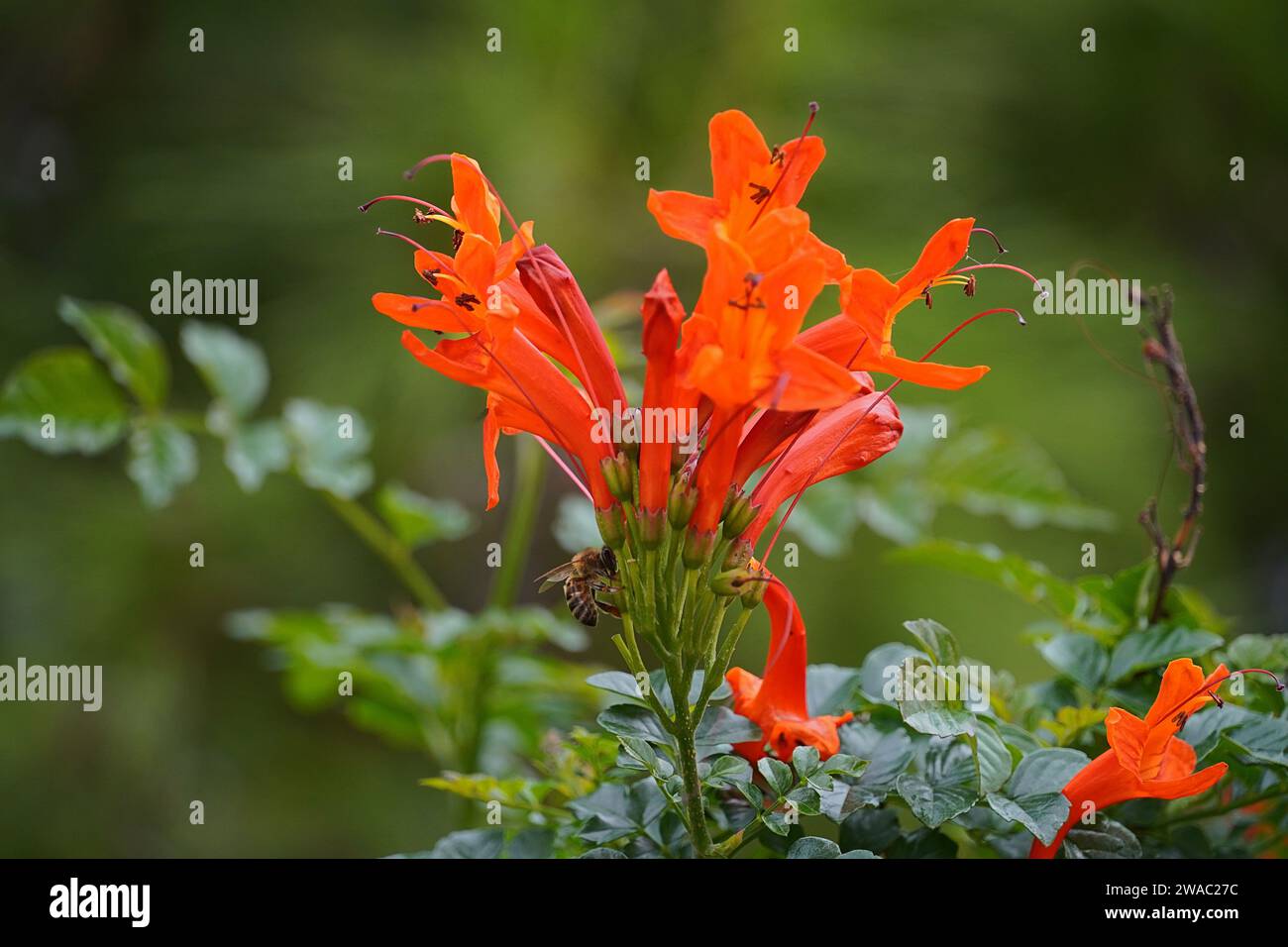Cape Geißblatt oder Tecomaria capensis orange Blüten und eine Honigbiene oder APIs mellifera Stockfoto