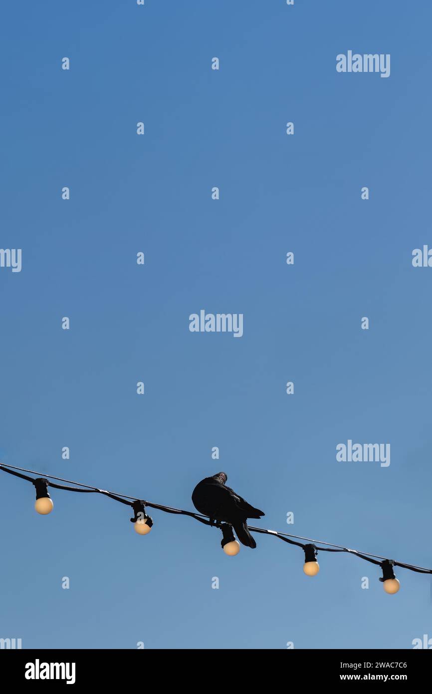 Schwarze Taube, die auf einem Draht sitzt, mit elektrischen Lichtern, blauem Himmel Hintergrund. Kopierbereich. Stockfoto