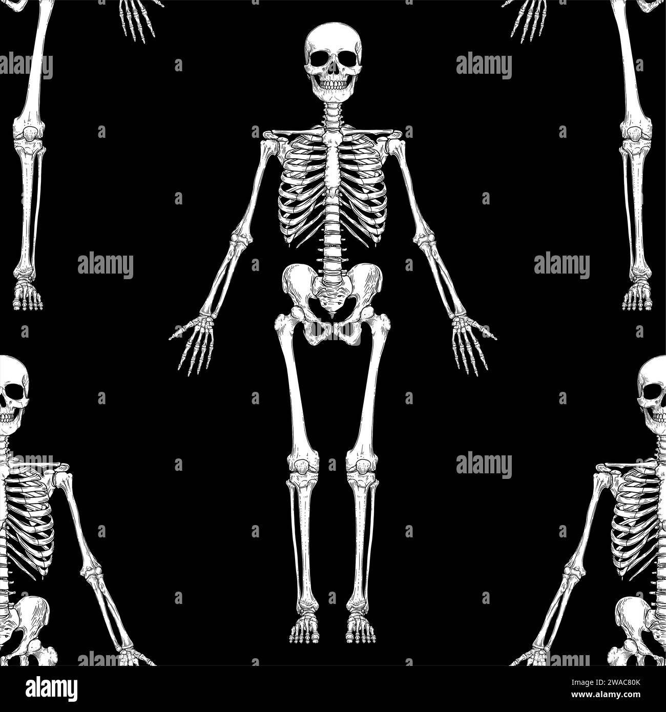 Menschliche Skelettanatomie vor der Vorderseite isoliert auf weißem Hintergrund. Vektorgravur Illustration von Schädel und Knochen. Halloween, medizinisch, pädagogisch oder sc Stock Vektor