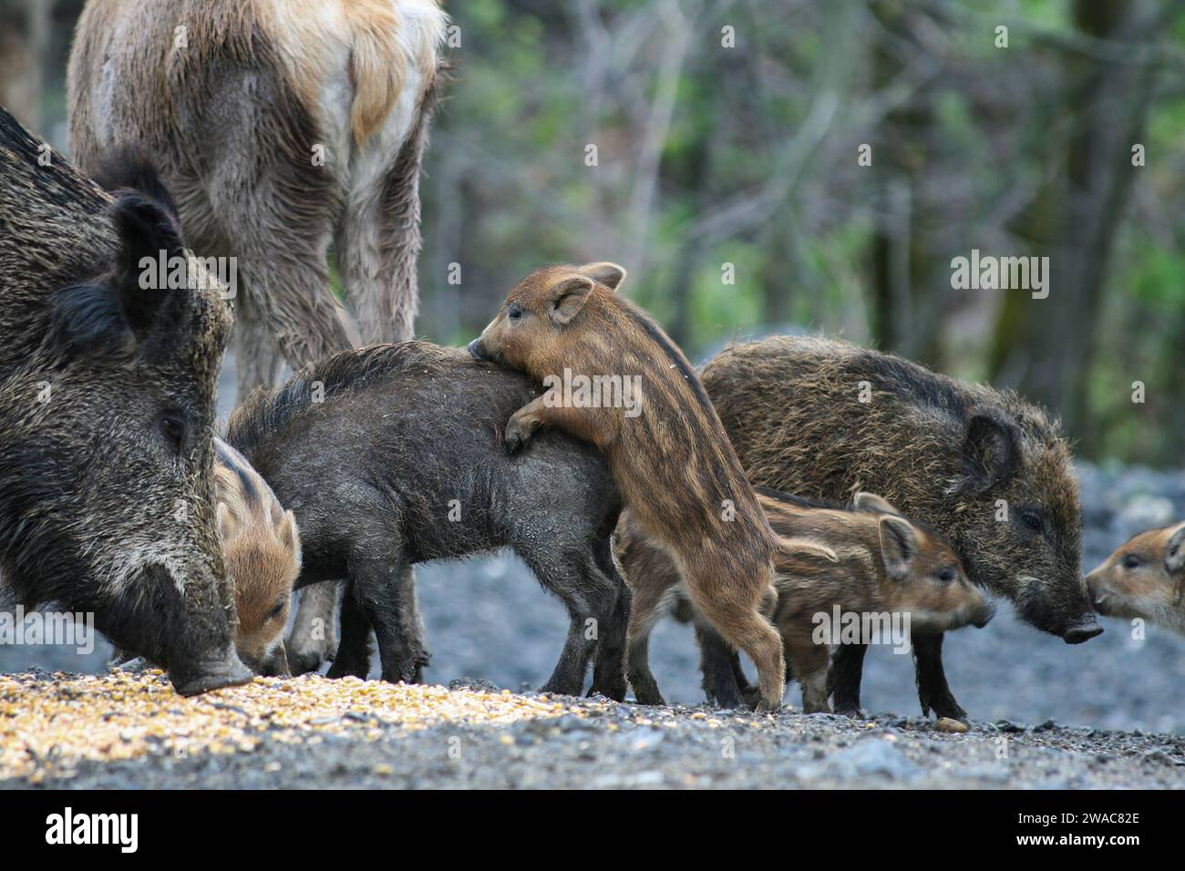 Wildschweine im Wald, die von Menschen bereitgestelltes Getreide verzehren - Eine Momentaufnahme ökologischer Störungen und der falschen Praxis menschlich bedingter Tierernährung, u Stockfoto
