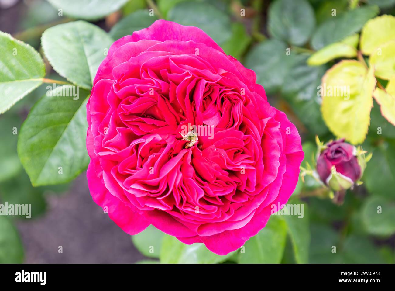 Eine Rosa Gallica „Charles de Mills“, eine große, opulente Blume mit vielen dicht gepackten Blütenblättern, die den Eindruck von sehr flachen, abgeschnittenen Blüten vermitteln Stockfoto