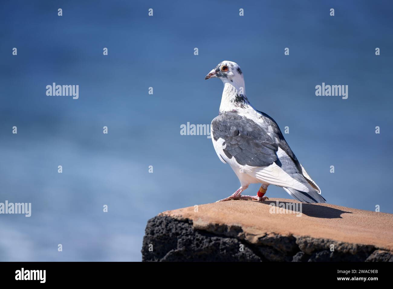 Umringte, blau-graue weiße Taube, die auf einem Steinfuß vor dem blauen Meer steht Stockfoto