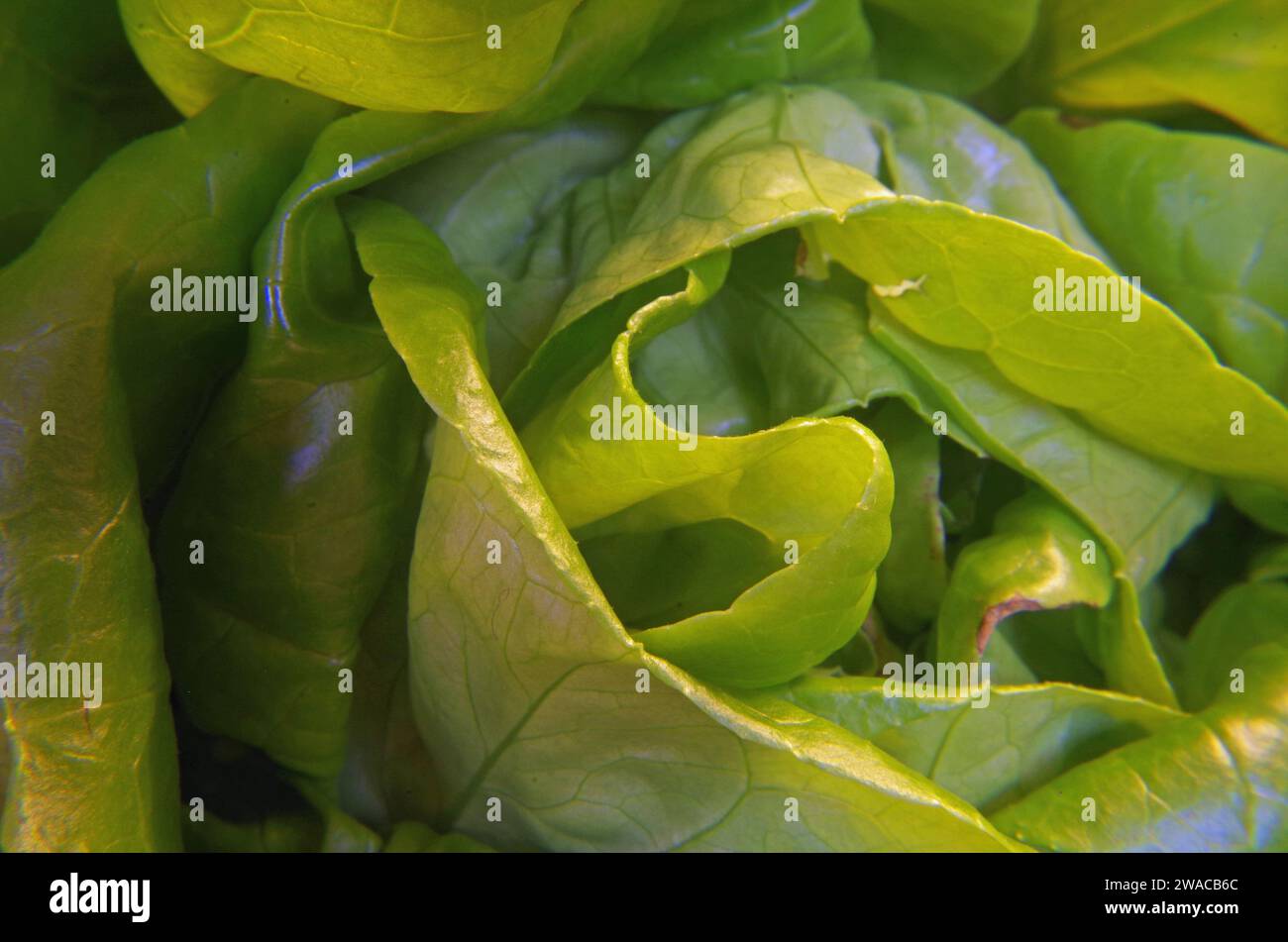 Frischer Kopfsalat Herz. Stockfoto