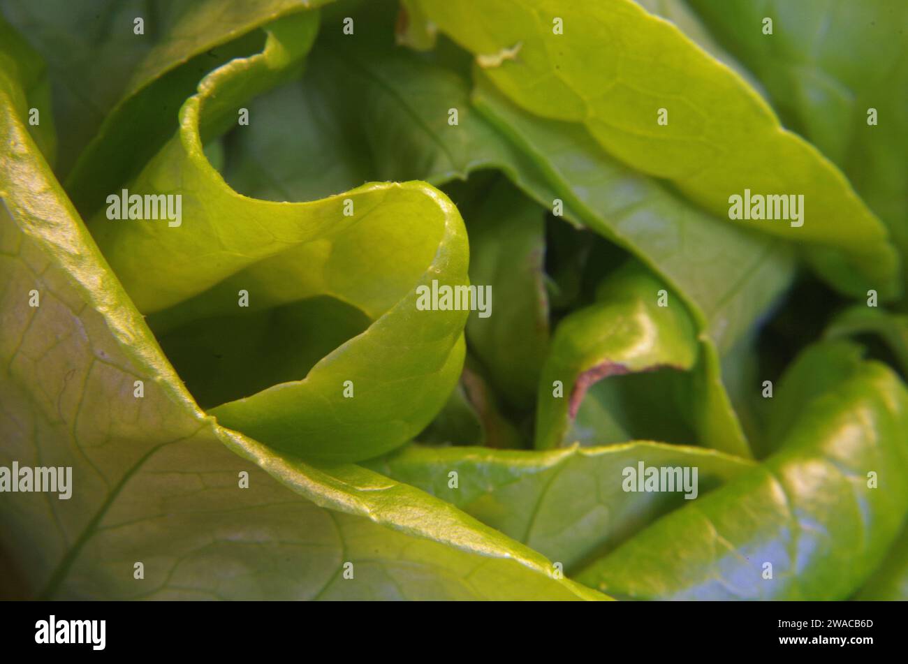 Frischer Kopfsalat Herz. Stockfoto