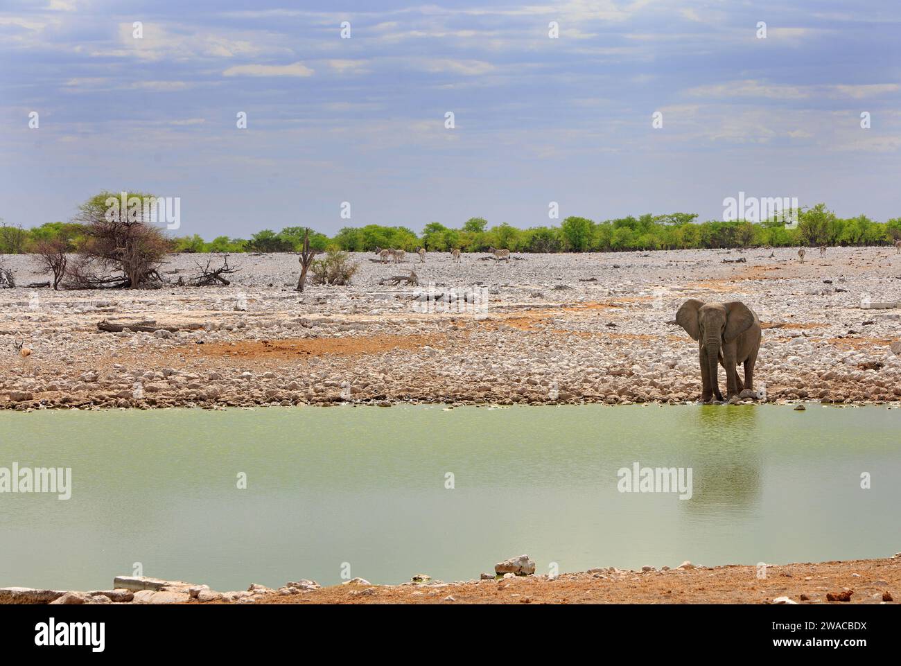 Einsamer afrikanischer Elefant am Rand eines Wasserlochs mit einem natürlichen Buschhintergrund und schönem blassblauem Himmel Stockfoto