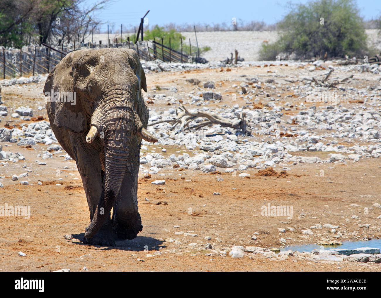 Nahaufnahme eines großen erwachsenen afrikanischen Elefanten, der in der Nähe einer Grenzmauer des Safari-Camps steht. Stockfoto