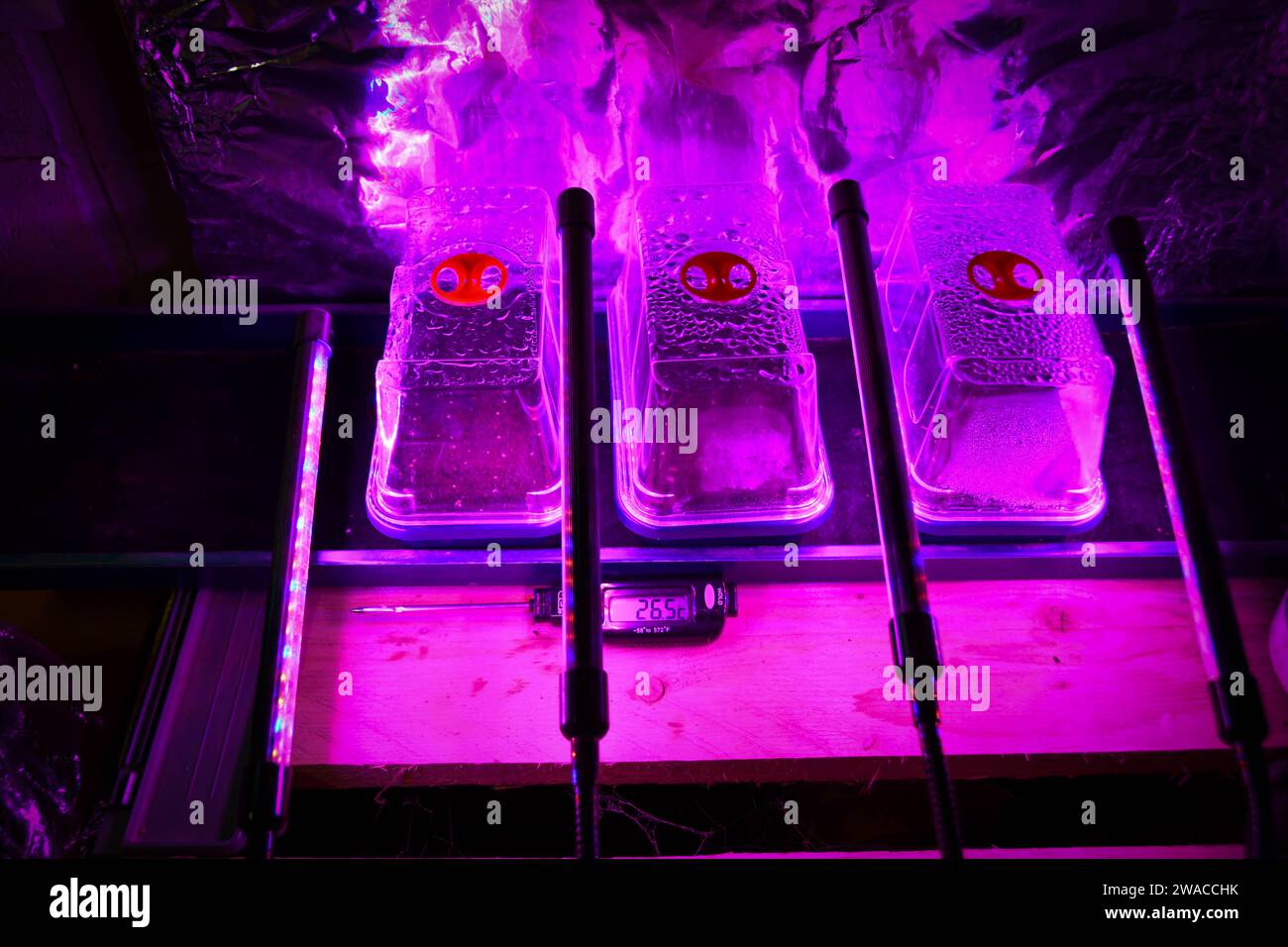 Begonia Tuberous Illumination Mixed F1 Seeds Stockfoto