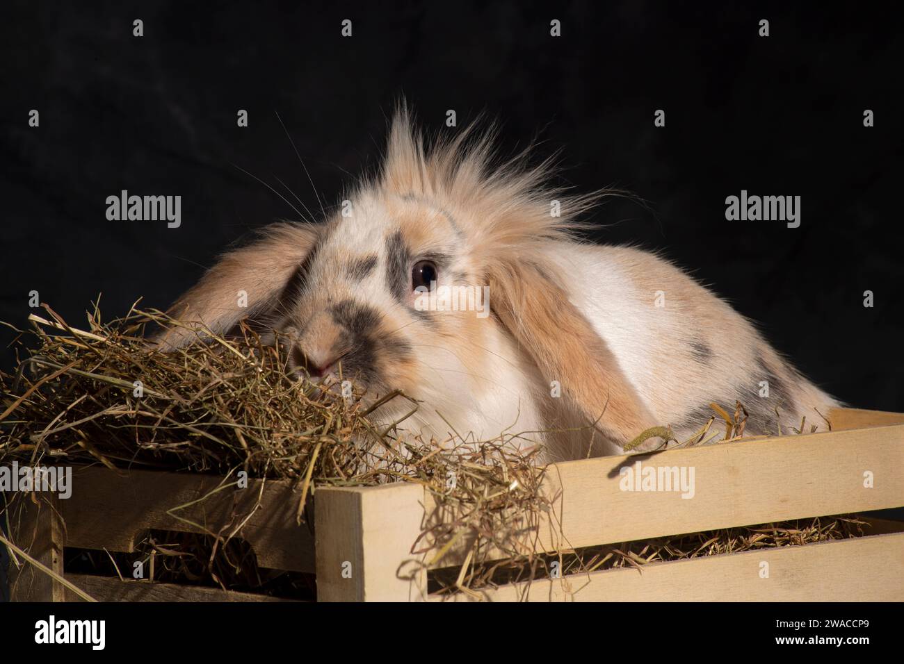 Ein flauschiger Löwenkopf-Hase, unwiderstehlich süß, stach seinen Kopf spielerisch in einen Picknickkorb. Vor einem dunklen Hintergrund Stockfoto