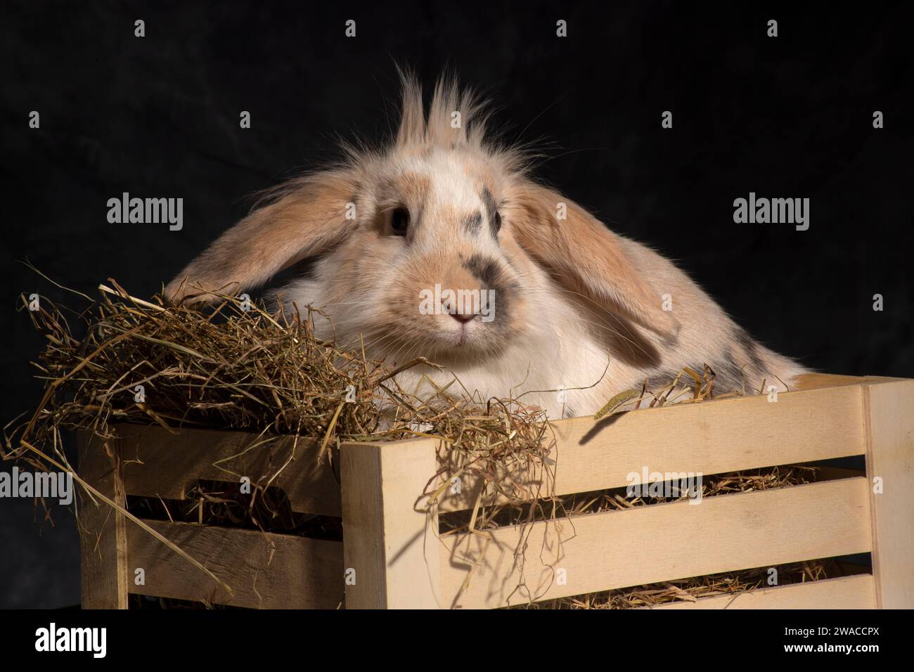 Ein flauschiger Löwenkopf-Hase, unwiderstehlich süß, stach seinen Kopf spielerisch in einen Picknickkorb. Vor einem dunklen Hintergrund Stockfoto