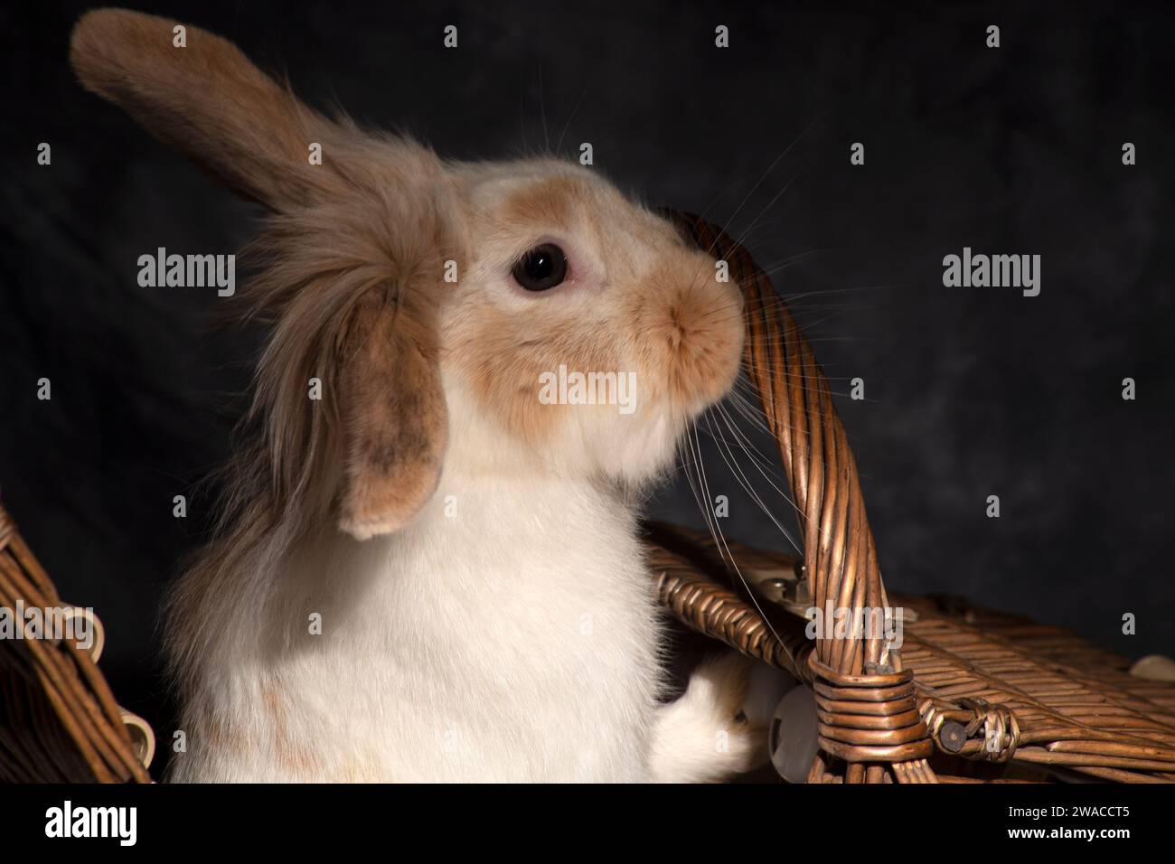 Ein flauschiger Löwenkopf-Hase, unwiderstehlich süß, stach seinen Kopf spielerisch in einen Picknickkorb. Vor einem dunklen Hintergrund Stockfoto