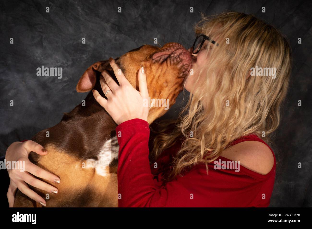 Gentle Giant Love: Dieser süße XL-Bully lässt seinen Besitzer mit Küssen verwöhnen Stockfoto