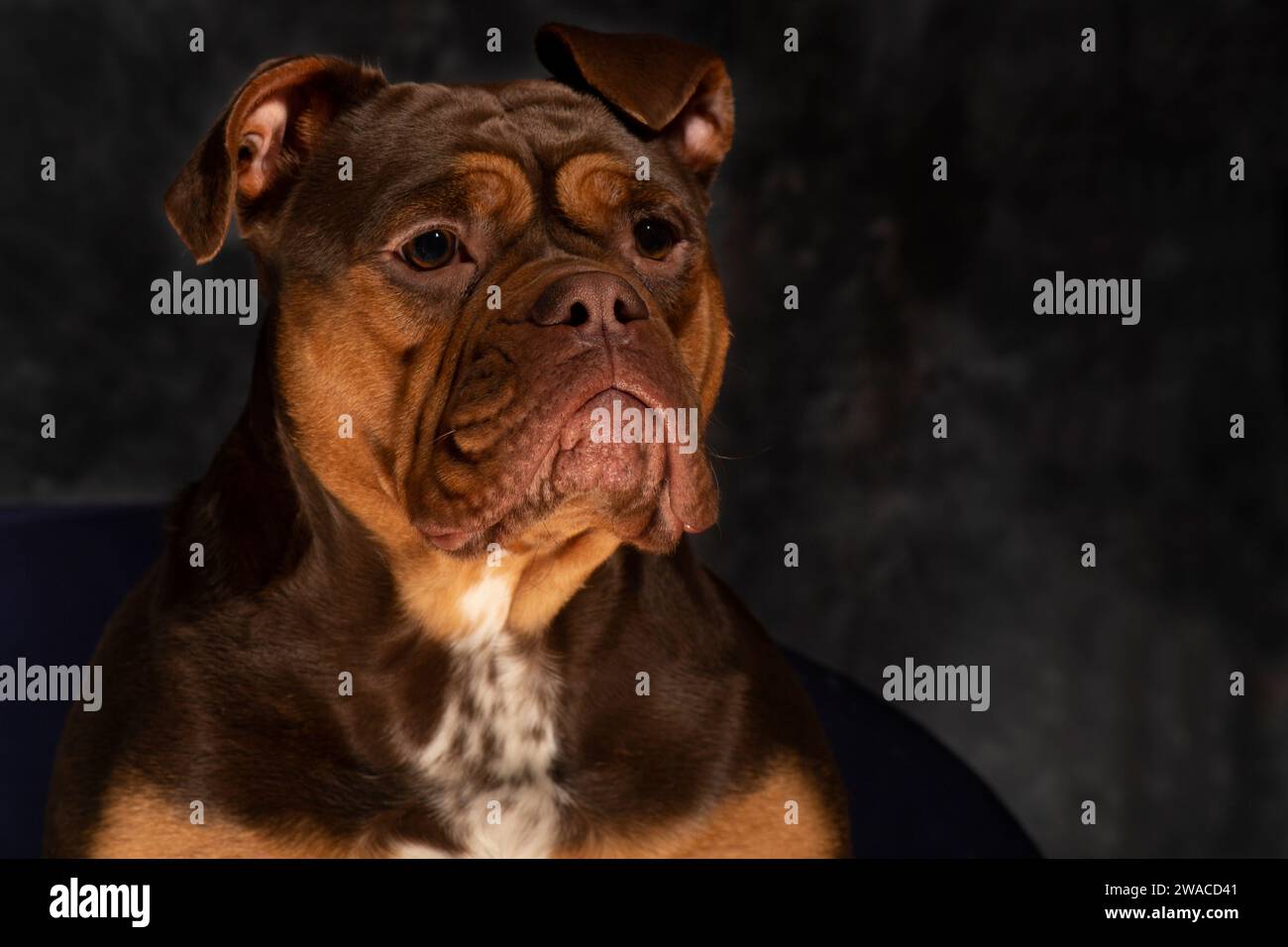 Englische Bulldogge mit Falten, liebliches, freundliches Gesicht. golden und braun. Niedliches Gesicht Stockfoto