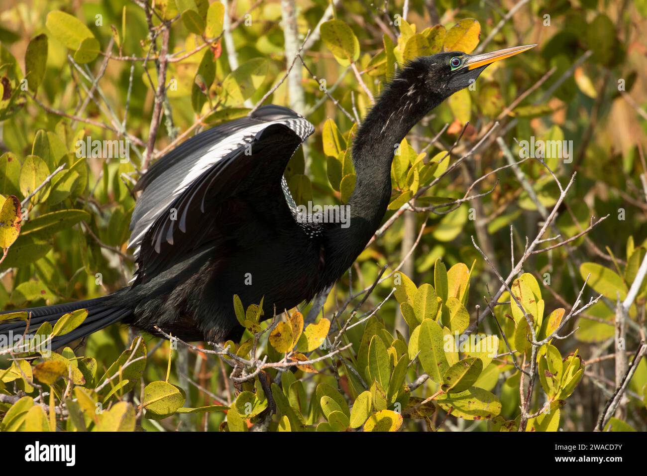 Anhinga (Anhinga Anhinga), Merritt Island National Wildlife Refuge, Florida Stockfoto