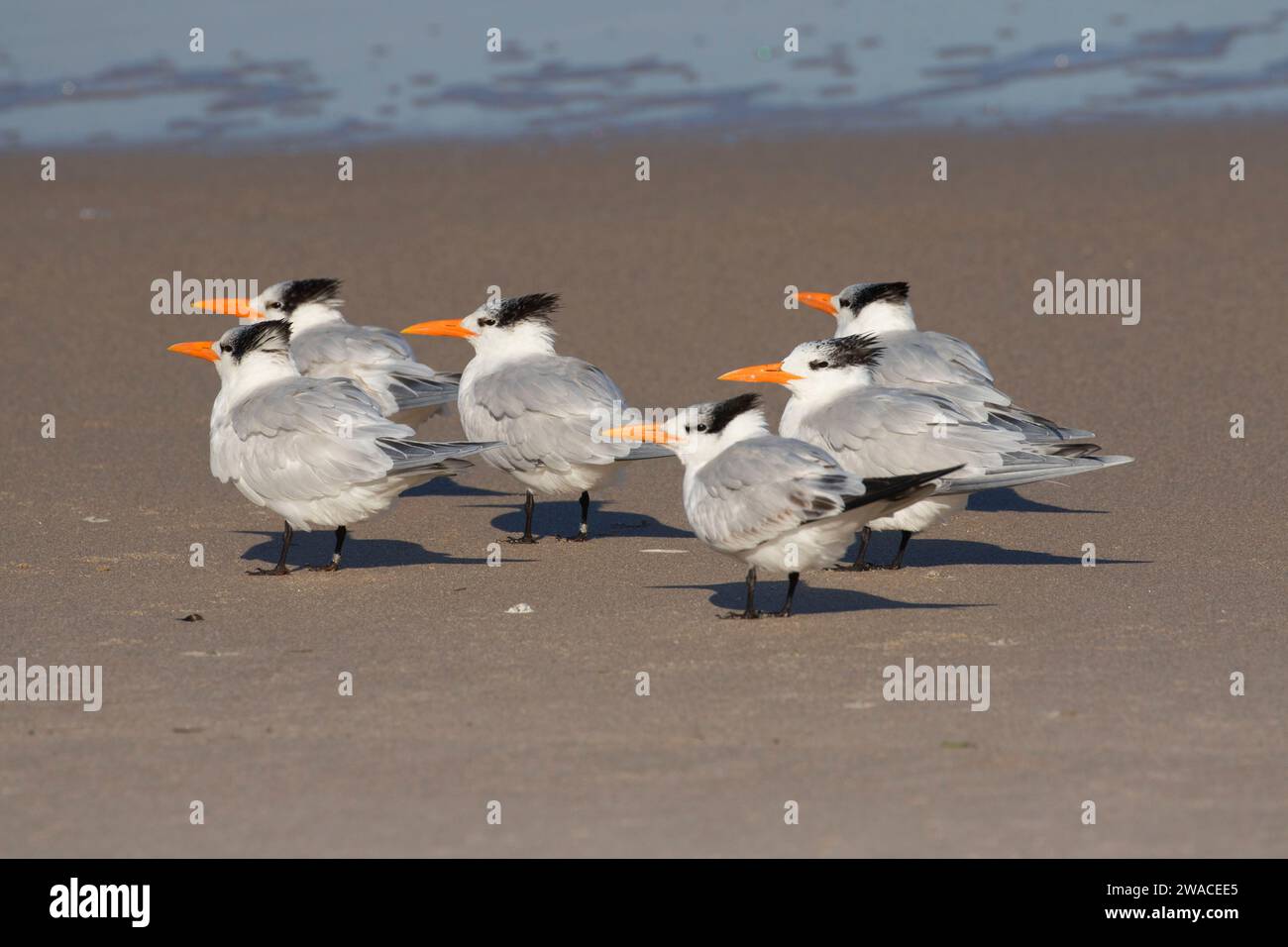 Königsseeschwalbe (Thalasseus maximus), Canaveral National Seashore, Florida Stockfoto