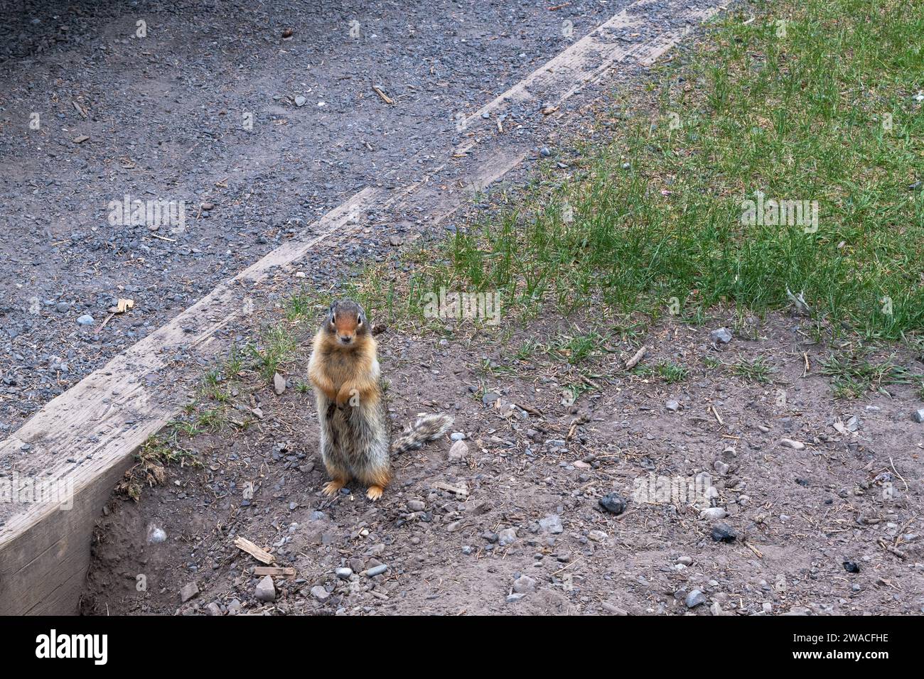 Bezauberndes Ground Squirrel im Picknickbereich, Banff National Park, Alberta, Kanada Stockfoto