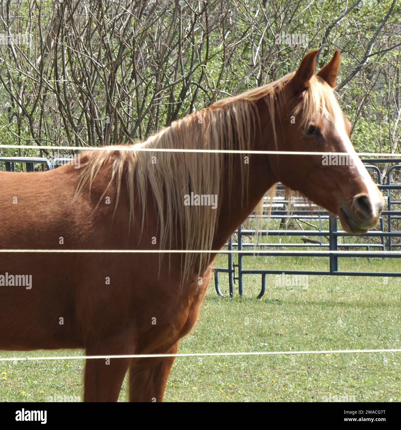 Das Pferd ist innerhalb des Zauns, damit es nicht weglaufen kann. Stockfoto