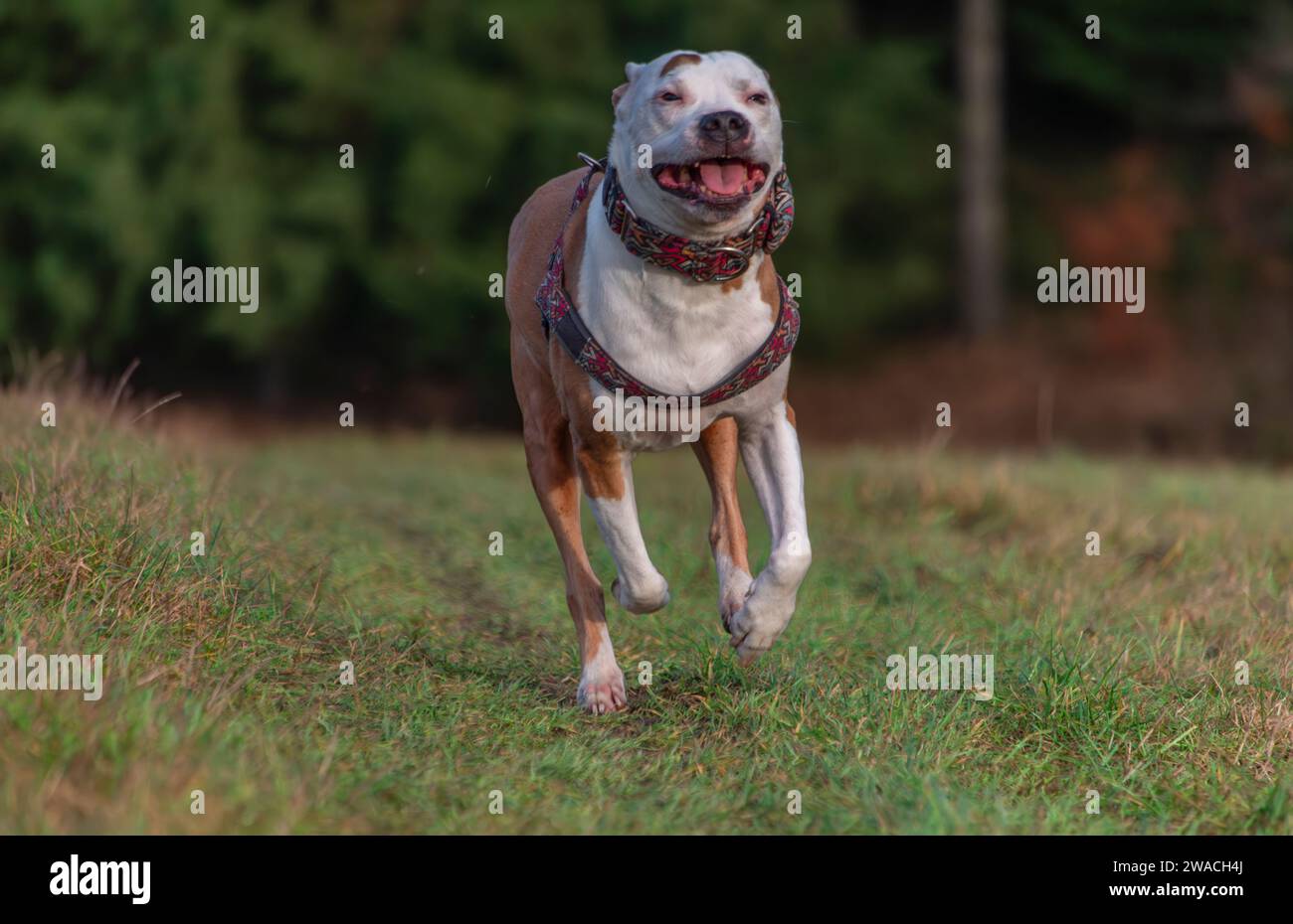 Laufender Pitbull Hund auf grüner Graswiese im Winter bewölkter Tag Stockfoto