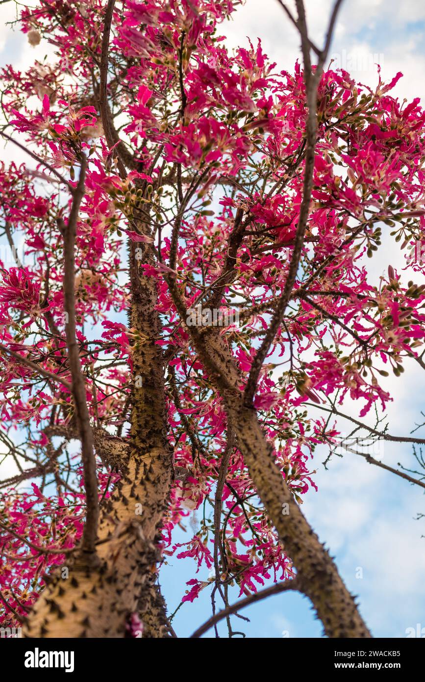Rosafarbene Blumen und dornige Zweige des Seidenbaums auf blauem Himmelhintergrund Stockfoto