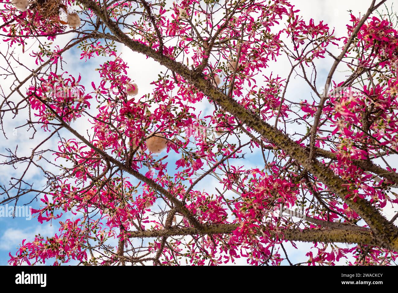 Rosafarbene Blumen und dornige Zweige des Seidenbaums auf blauem Himmelhintergrund Stockfoto