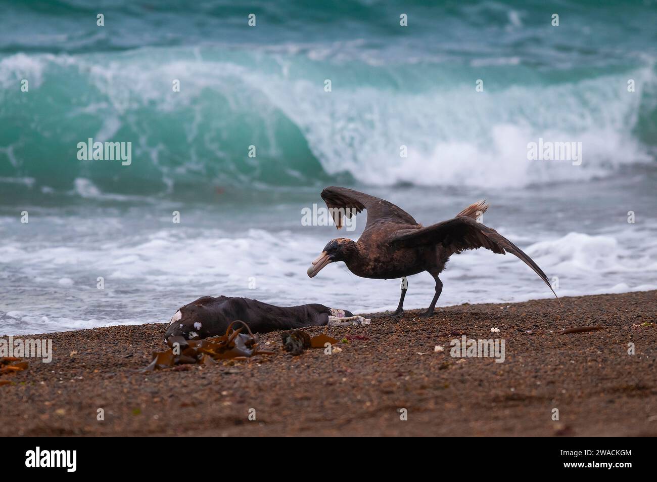 Riesensturmvogel, Halbinsel Valdes, UNESCO-Weltkulturerbe, Provinz Chubut, Patagonien, Argentinien. Stockfoto