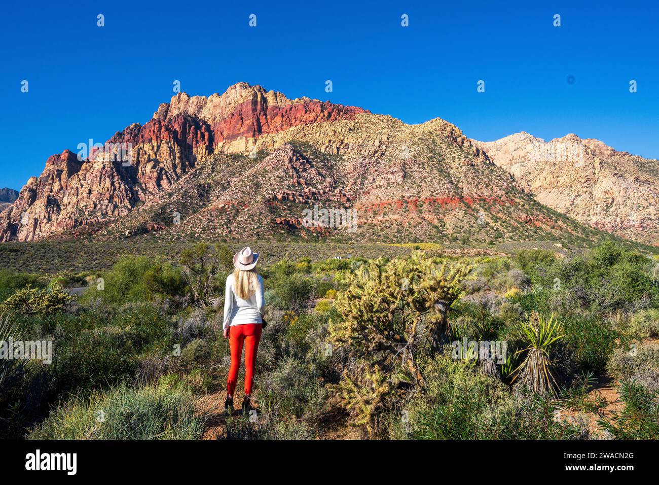 Red Rock Canyon National Conservation Area liegt in NevadaÕs Mojave Desert Morning, Las Vegas, Nevada, USA Stockfoto