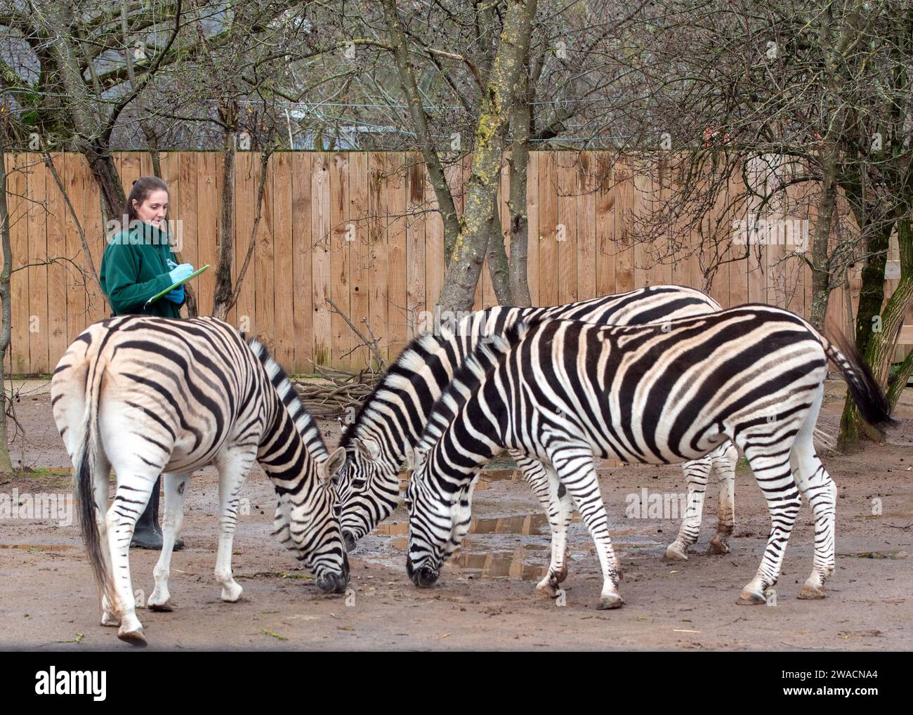 Zebras, die während der jährlichen Bestandsaufnahme im ZSL London Zoo in London beobachtet wurden. Stockfoto