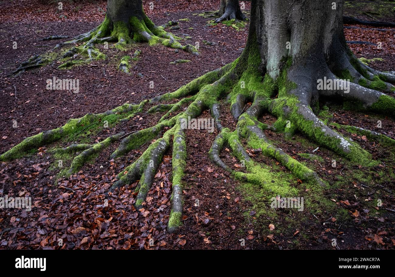 Hellgrüne, moosbedeckte Baumwurzeln in einem alten Buchenwald in Worcestershire, England. Stockfoto
