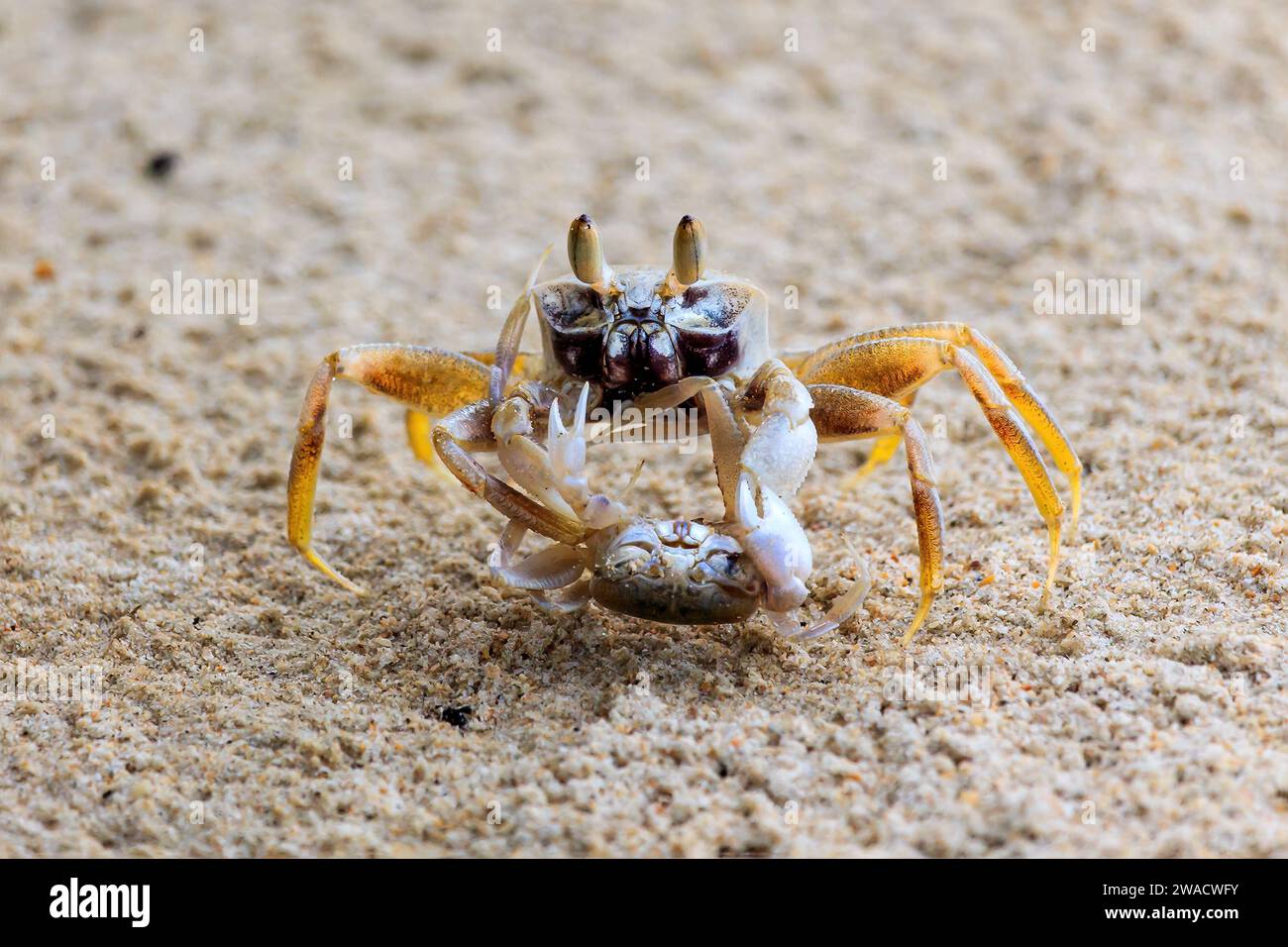 Zwei Krabben kämpfen am Strand, Insel koh Phi Phi, Thailand. Größere Krabbe hält kleinere Krabben unten. Stockfoto