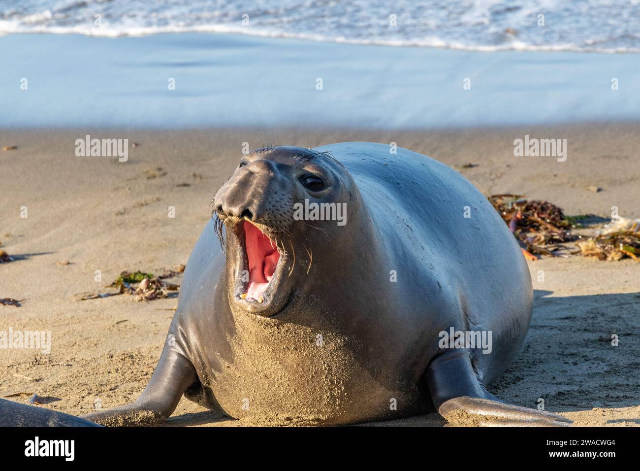 Junge Elefantenrobbe (Mirounga angustirostris) am Strand nördlich von Cambria, Kalifornien. Kopf nach oben, Mund offen. Stockfoto