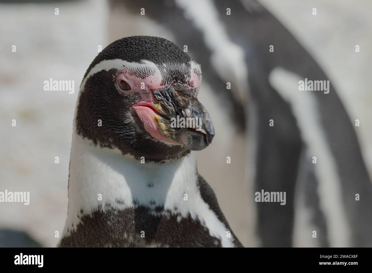 Nahaufnahme eines Humboldt-Pinguins, Spheniscus humboldti, der an der Küste Südamerikas lebt Stockfoto