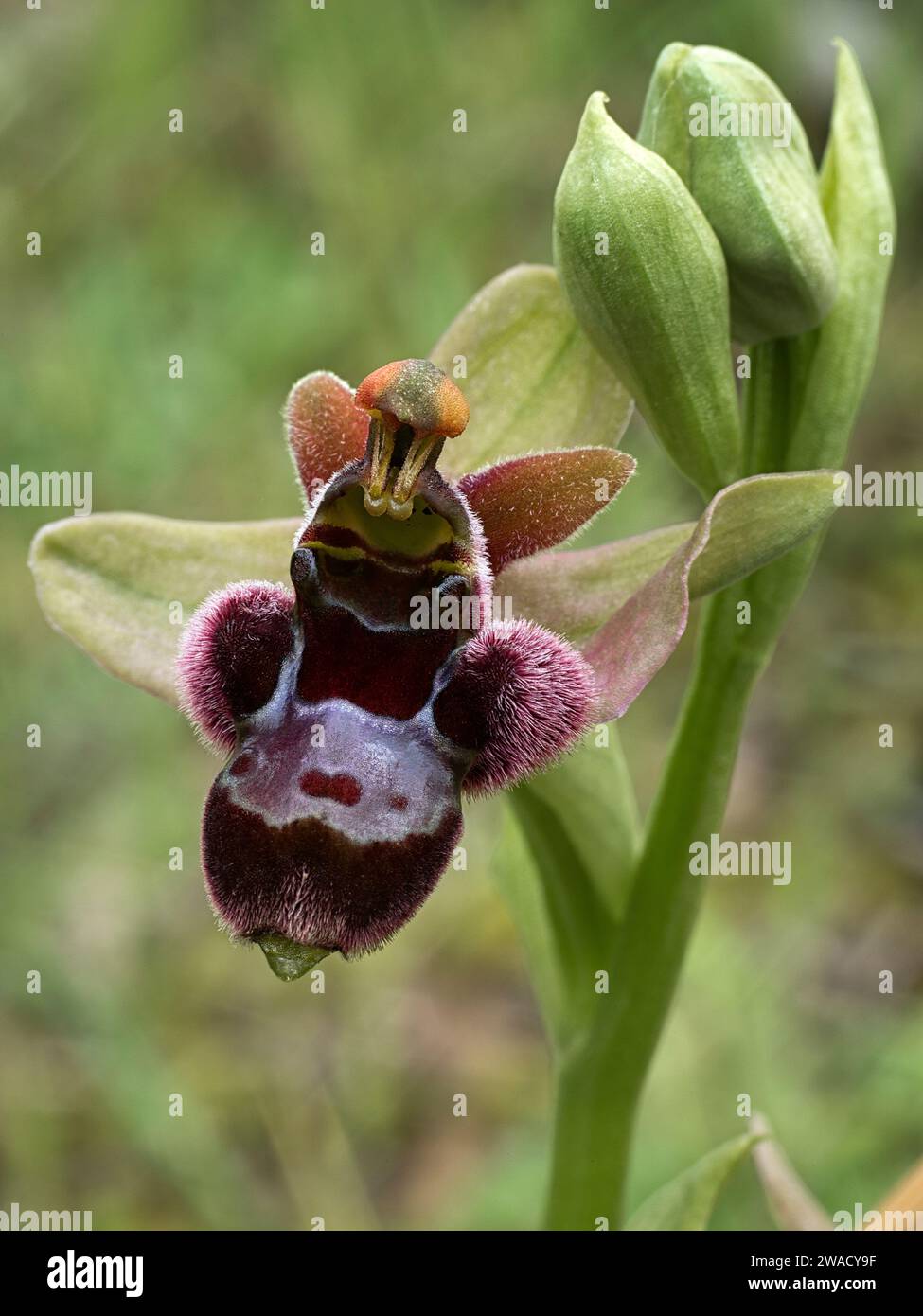 Ophrys x cataldii (O. bertolonii x bombyliflora), Orchidaceae. Natürlicher Hybrid. Wilde europäische Orchideen. Seltene Pflanze. Italien, Toskana. Stockfoto
