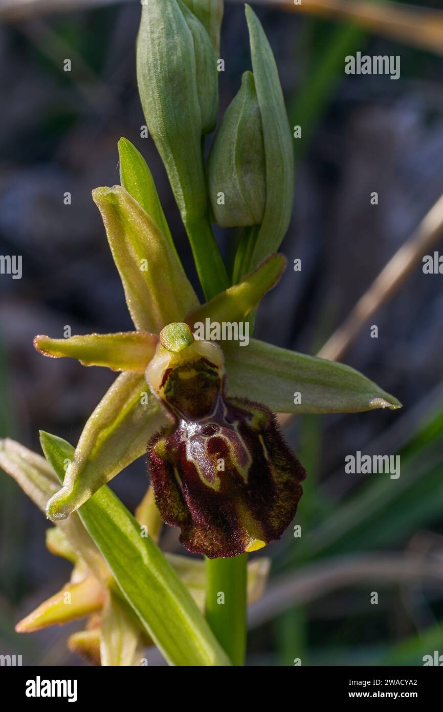 Ophrys x dionysii (O. classica x montis-leonis), Orchidaceae. Natürlicher Hybrid. Wilde europäische Orchideen. Seltene Pflanze. Italien, Toskana. Stockfoto