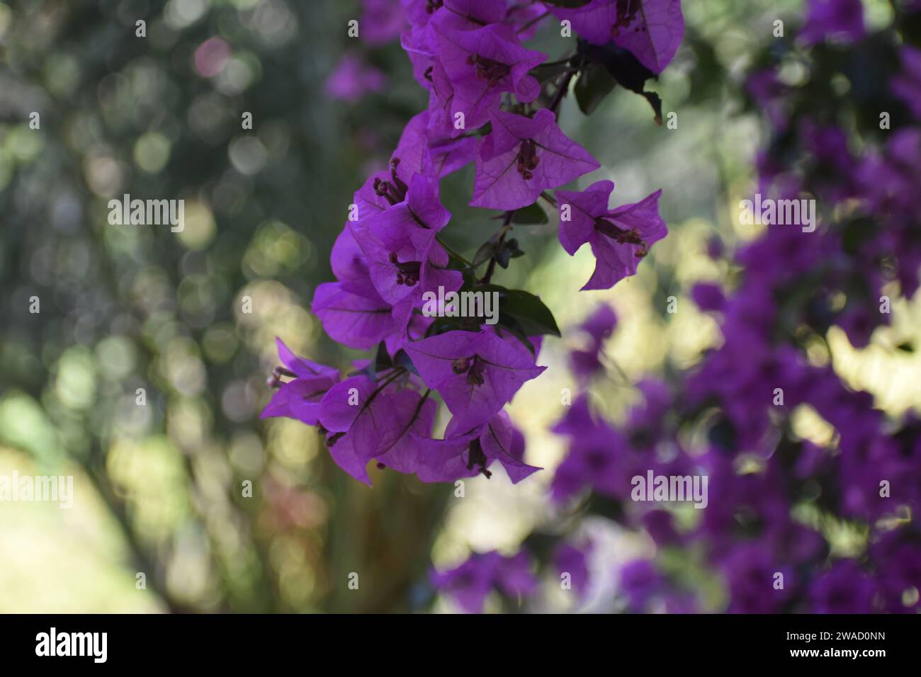 Flores violetas Stockfoto