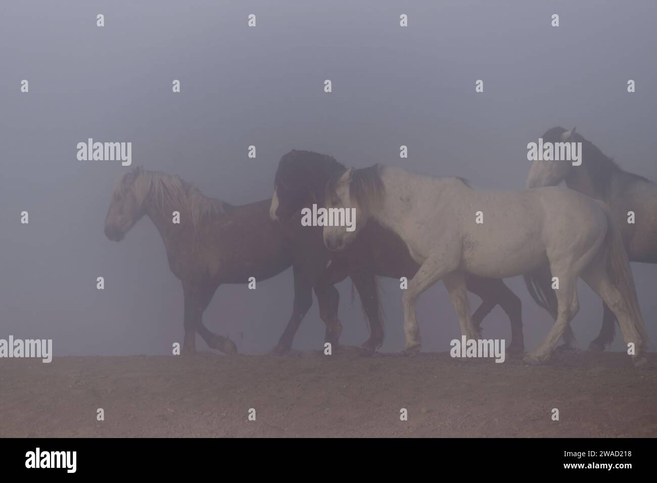 Wilde Pferde in Utah Stockfoto