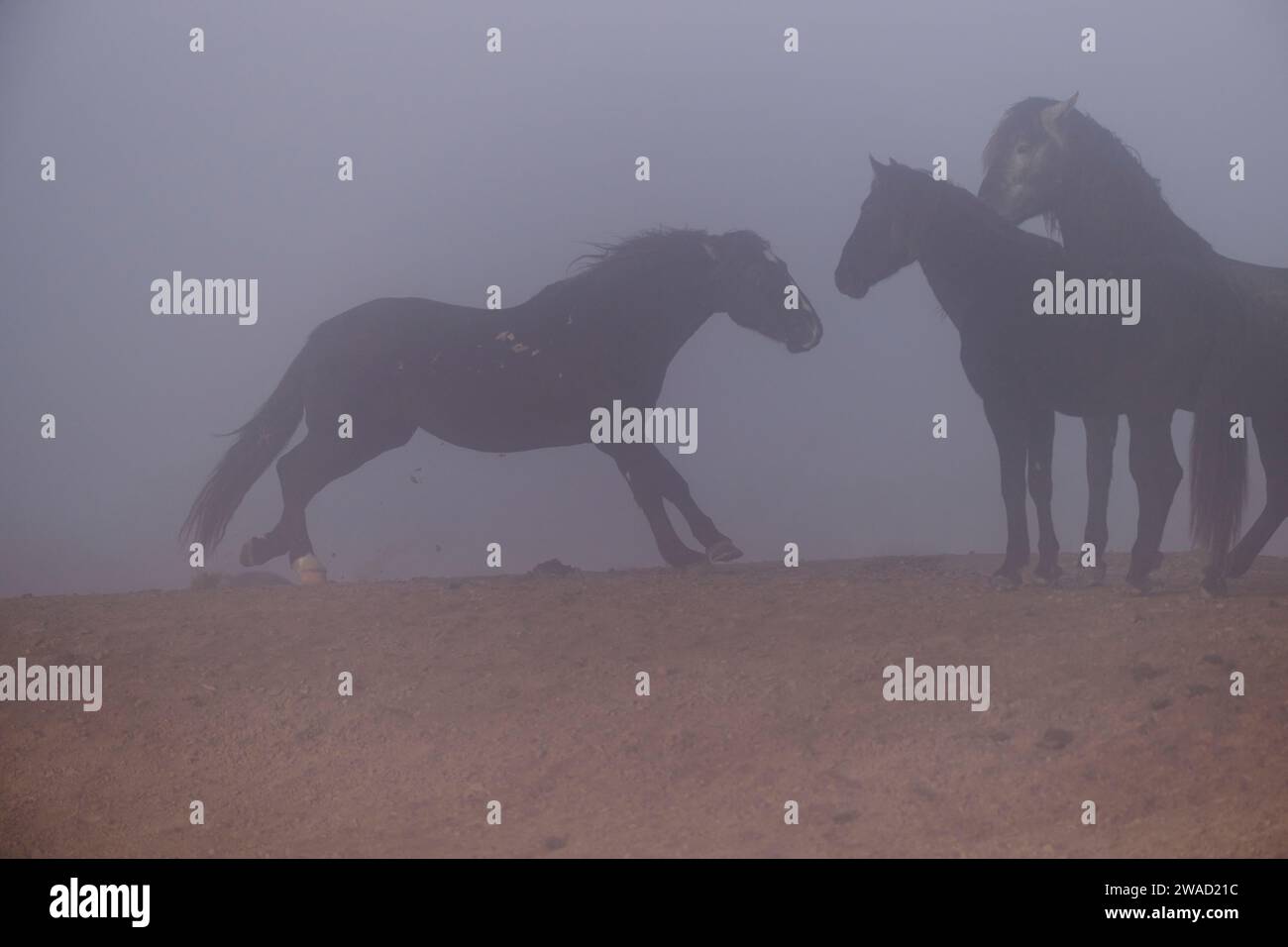 Wilde Pferde in Utah Stockfoto