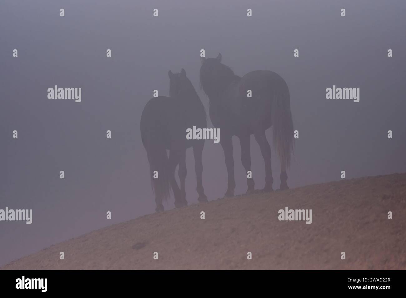 Wilde Pferde in Utah Stockfoto