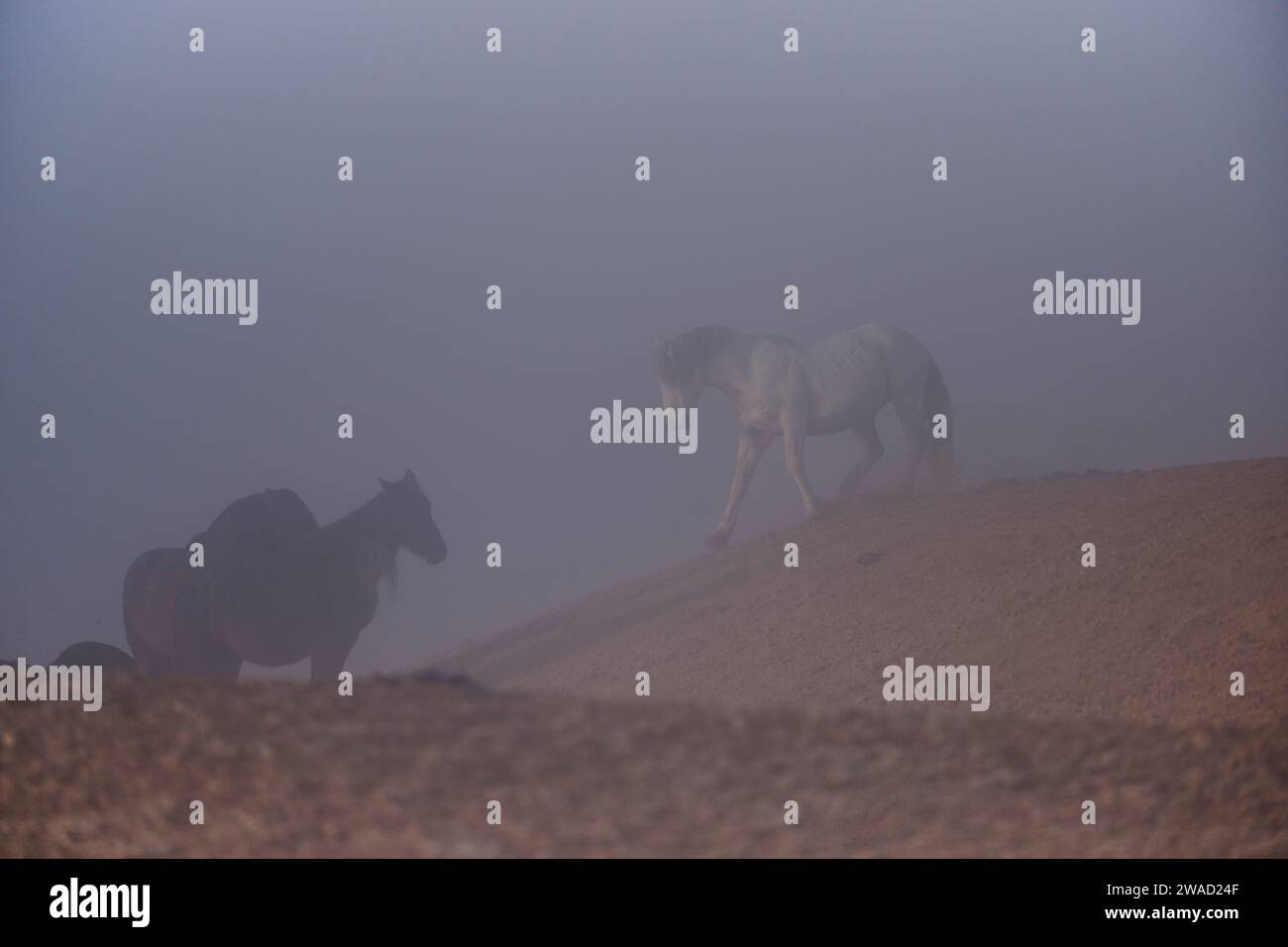 Wilde Pferde in Utah Stockfoto