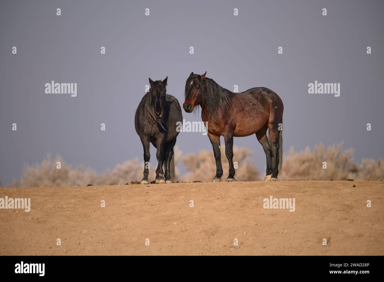 Wilde Pferde in Utah Stockfoto