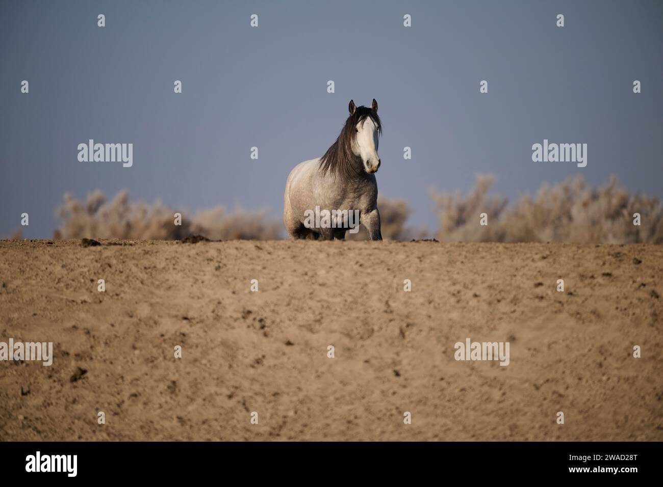 Wilde Pferde in Utah Stockfoto