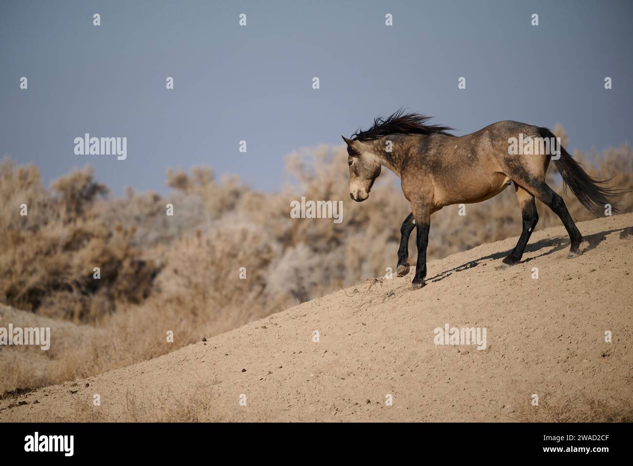 Wilde Pferde in Utah Stockfoto
