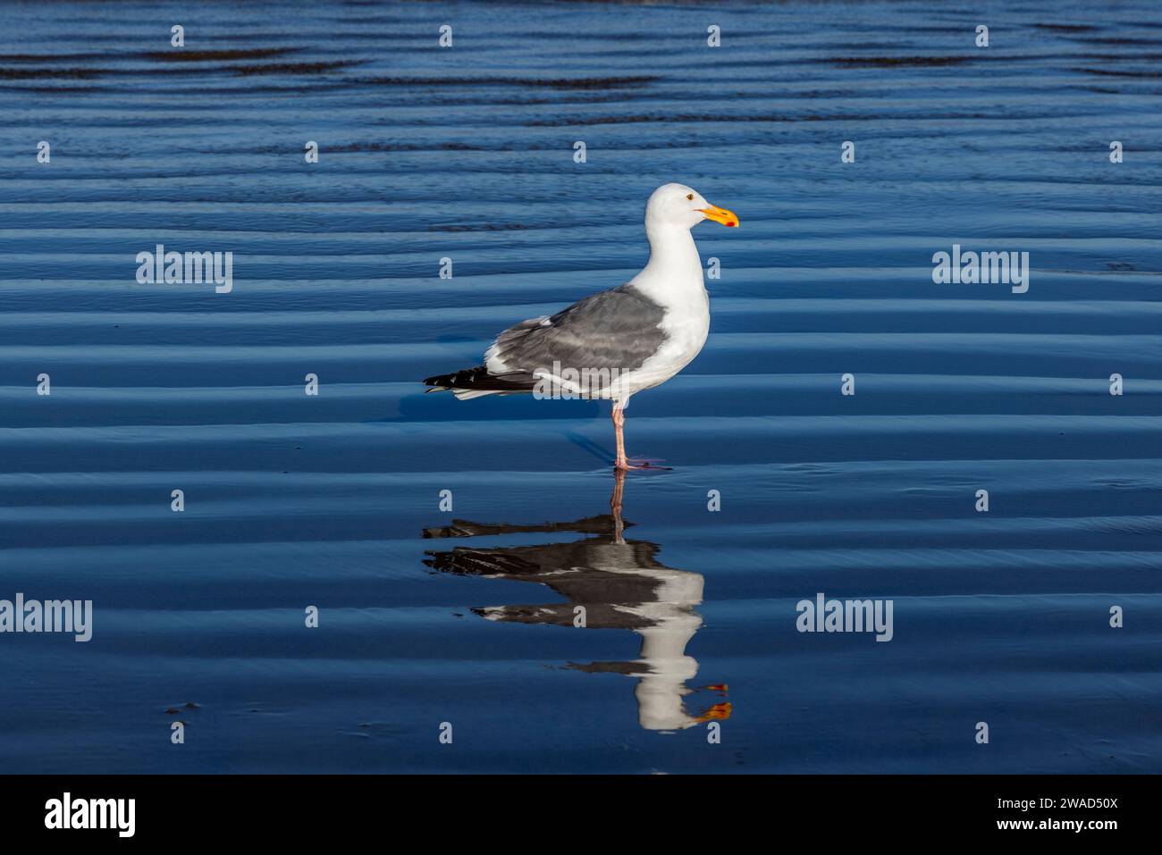 Möwen stehen im flachen Wasser am Cannon Beach Stockfoto