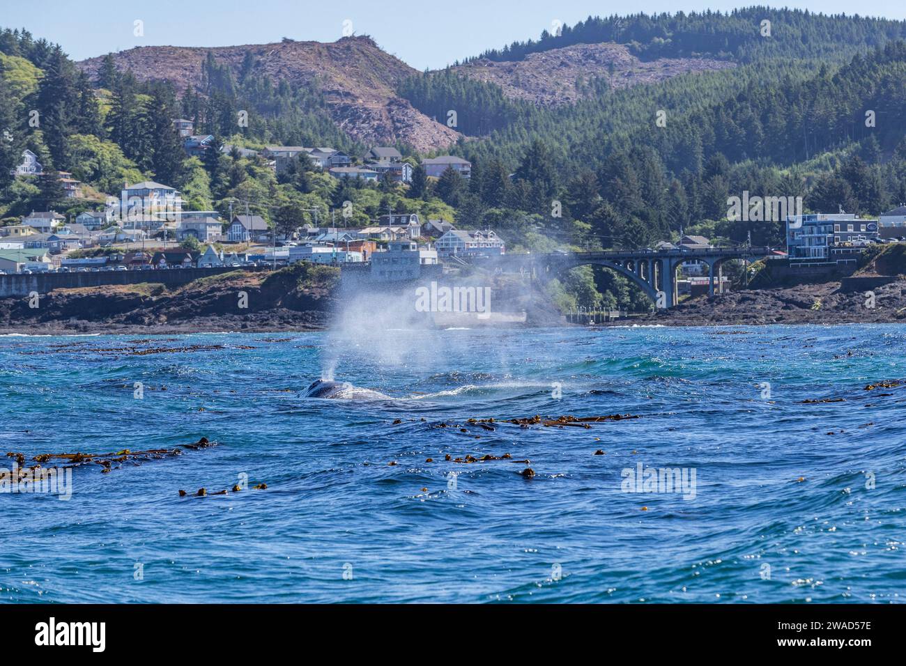 Der kalifornische Grauwal ragt vor dem Hafen in Depoe Bay aus Stockfoto