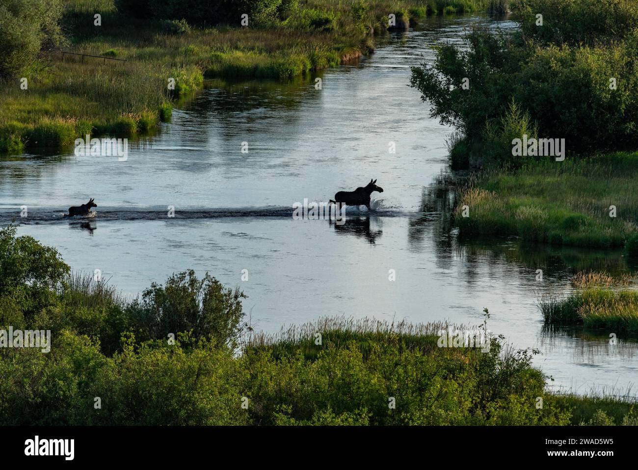 Kuhelchen (Alces Alces), die das Kalb über den Fluss führen Stockfoto