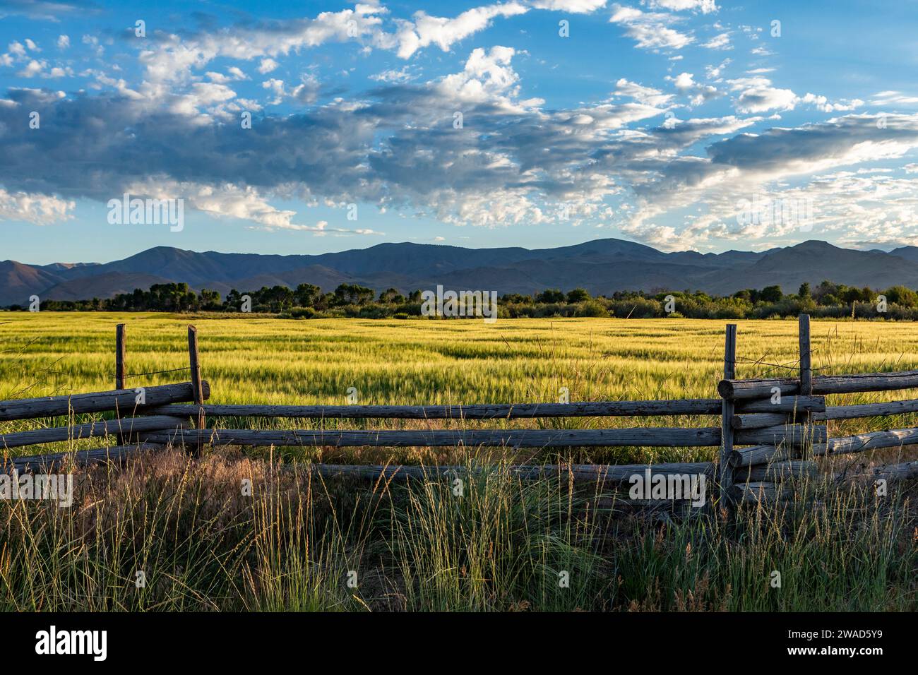 USA, Idaho, Bellevue, grüne Getreidefelder mit Bergen im Hintergrund Stockfoto