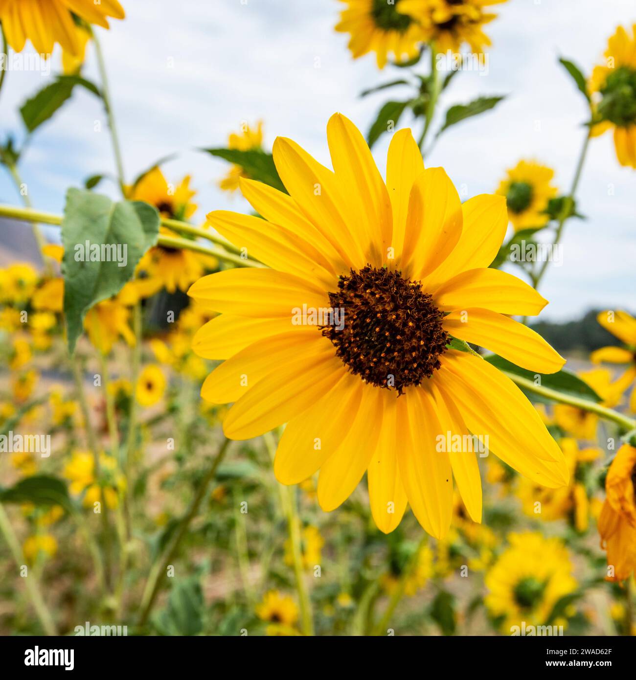 Ein Klumpen von Sonnenblumen blüht am Sommertag Stockfoto