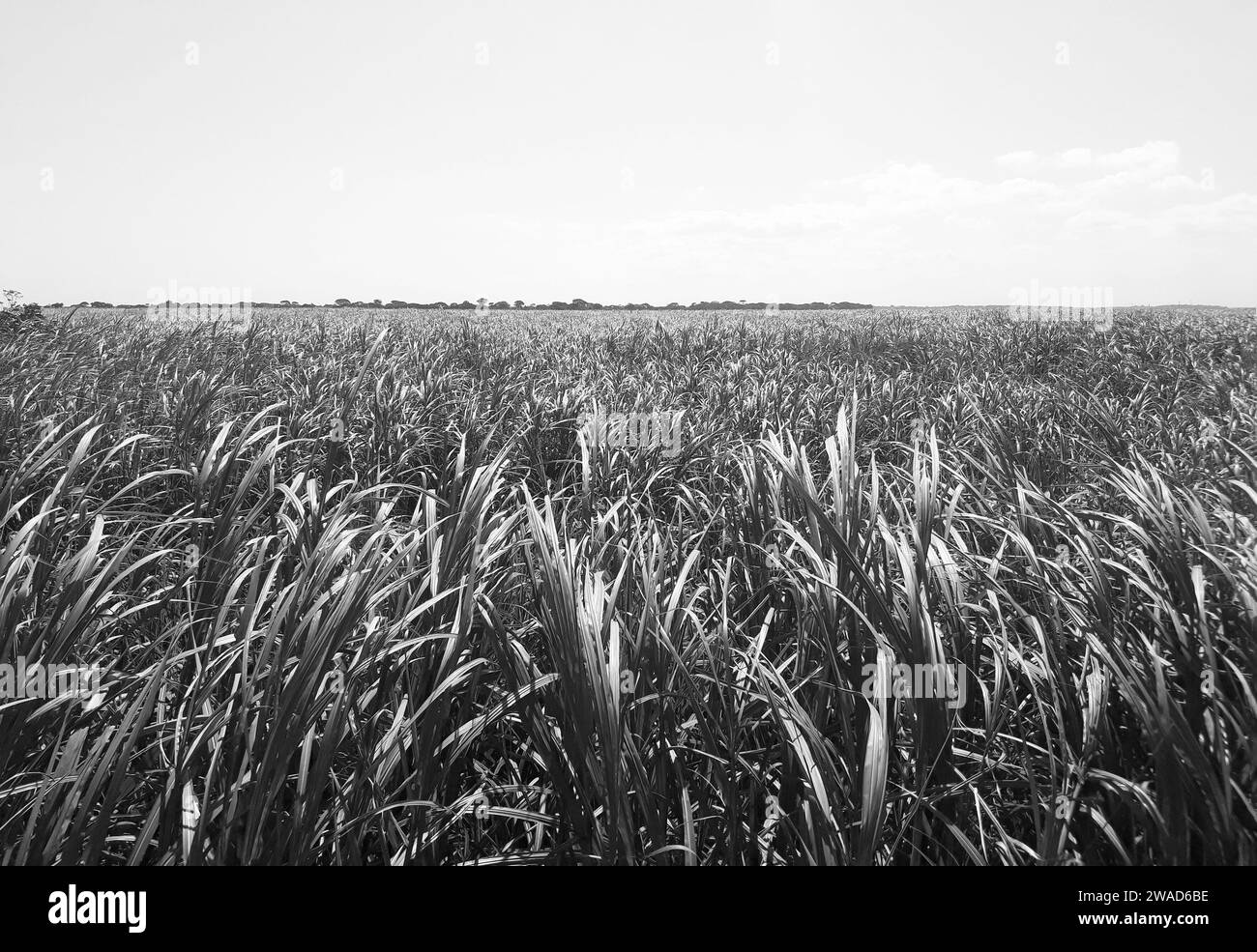 Zuckerrohrplantage in der Nähe der Stadt Maceió im Nordosten Brasiliens. Stockfoto