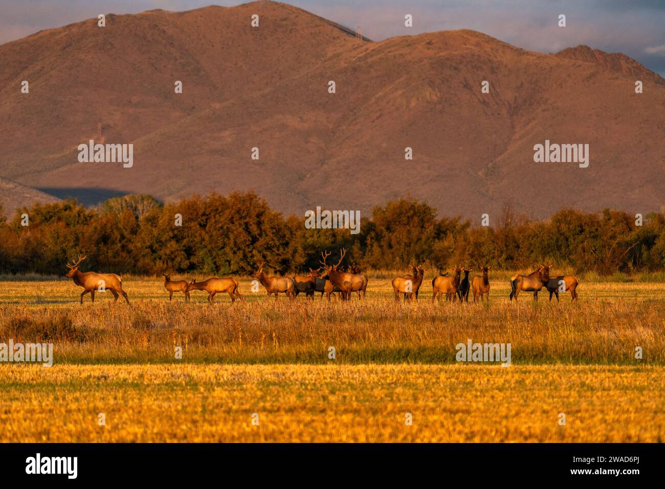 USA, Idaho, Bellevue, Elchherde in ländlicher Landschaft im Herbst Stockfoto