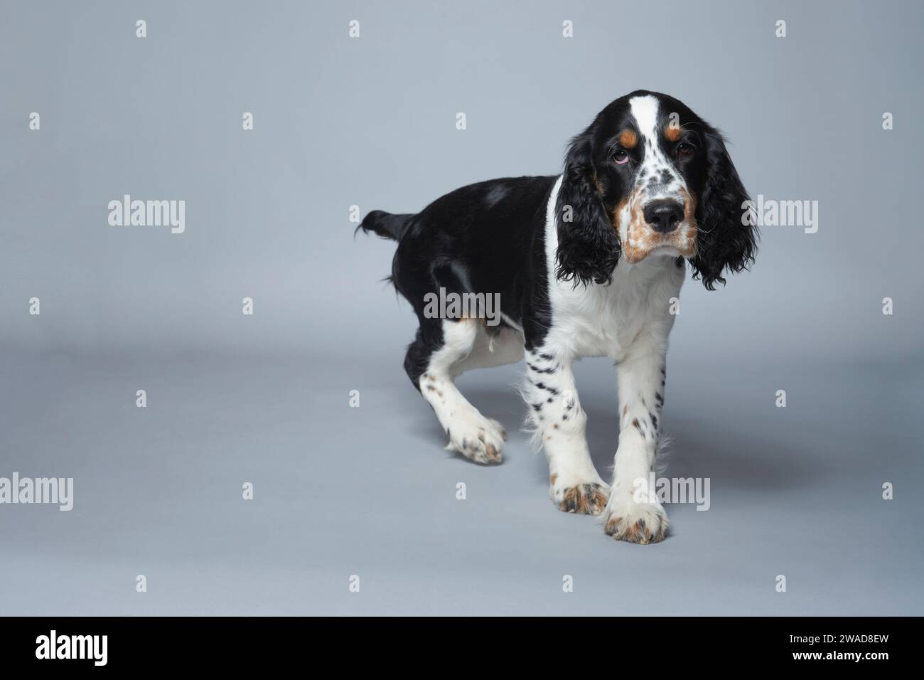 Porträt des englischen Springer Spaniel vor grauem Hintergrund Stockfoto